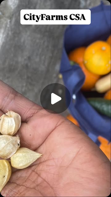 Ground cherries in hand beside a CSA tote of citrus and squash