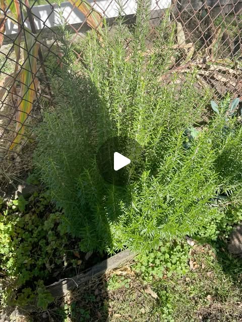 Rosemary thriving in a raised bed at the urban farm