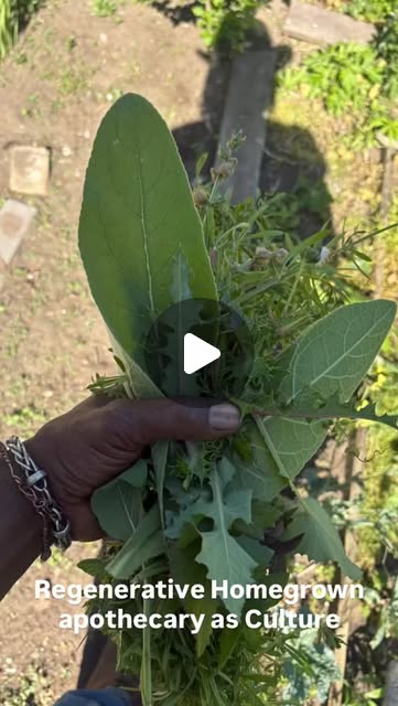 Hand holding a freshly cut bundle of garden herbs for tea